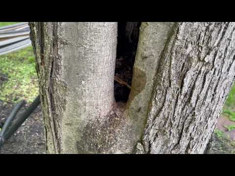 Look at the Damage Carpenter Ants Did to This Tree in Princeton Junction, NJ