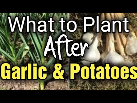 , title : 'What to Plant after Garlic or  Potatoes ?  | Grow your Own'