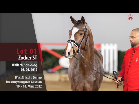 Dressuryoungster-Auktion Lot 1 Zocker ST Wallach v. Zoom - Farbenspiel