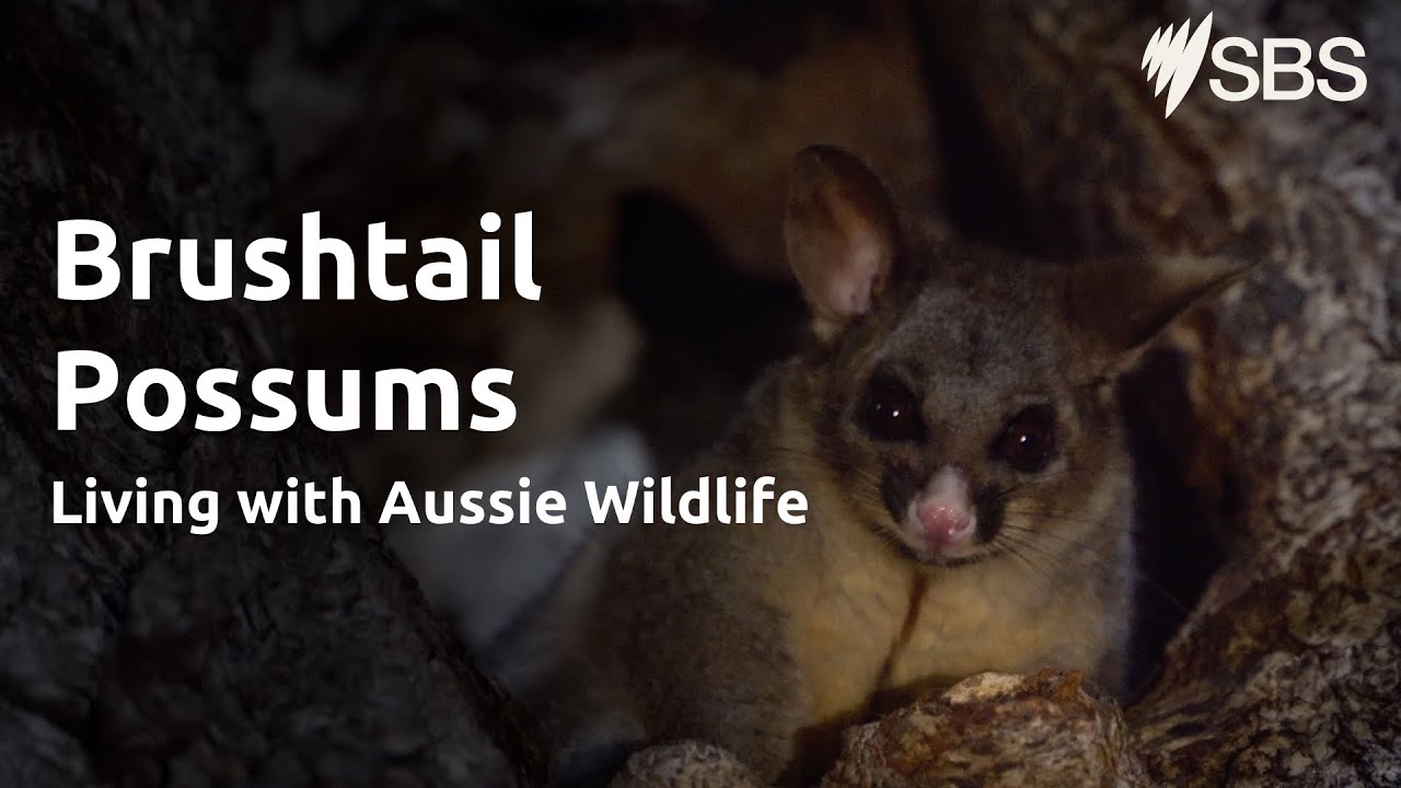 Are possums dangerous Australia? EN General