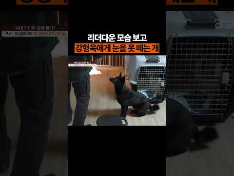강형욱에게 감동받은 개 #개늑시2 #개와늑대의시간2