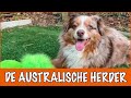 IK WIL EEN AUSTRALISCHE Herder ? | DierenpraatTV