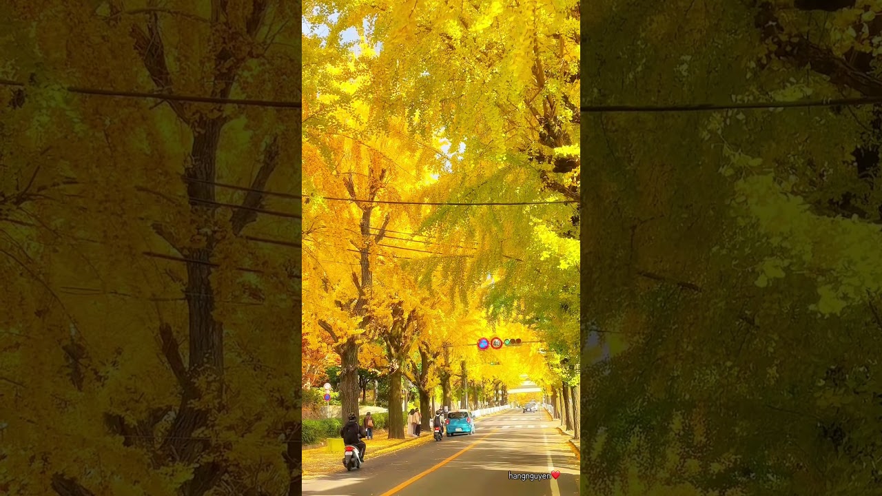 Lá vàng tại Nhật vào mùa này…