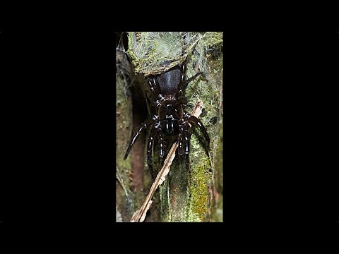 World's Deadliest Spider