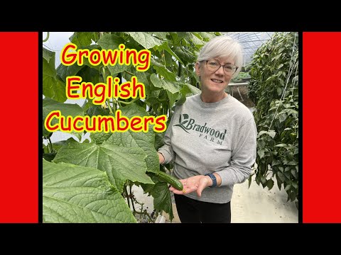 Part One: The Secrets to Growing English Cucumbers, Bok Choy, Tomatoes & More