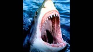 Top ten most deadliest animals!!!