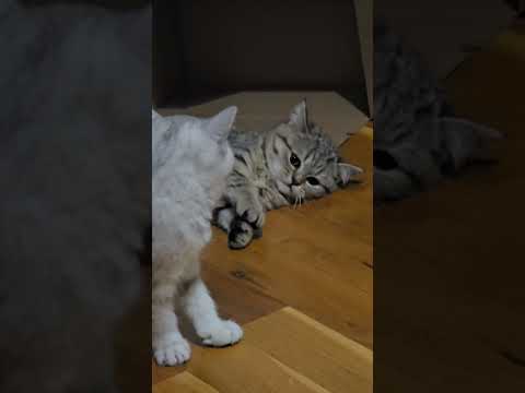 Jenny Wrestling with Jina #cat #cute #kitten
