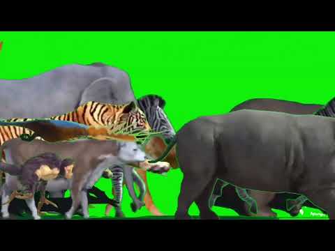 Animal Zoo Escape Green Screen