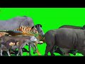 Animal Zoo Escape Green Screen