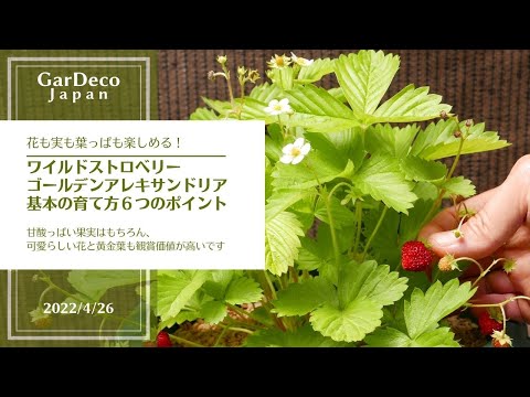 フラガリア ベスカ