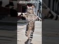 Kung Fu Meowster Play Tai Chi In Ancient Town