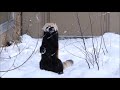 Funny Red Pandas   Adorable Compilation