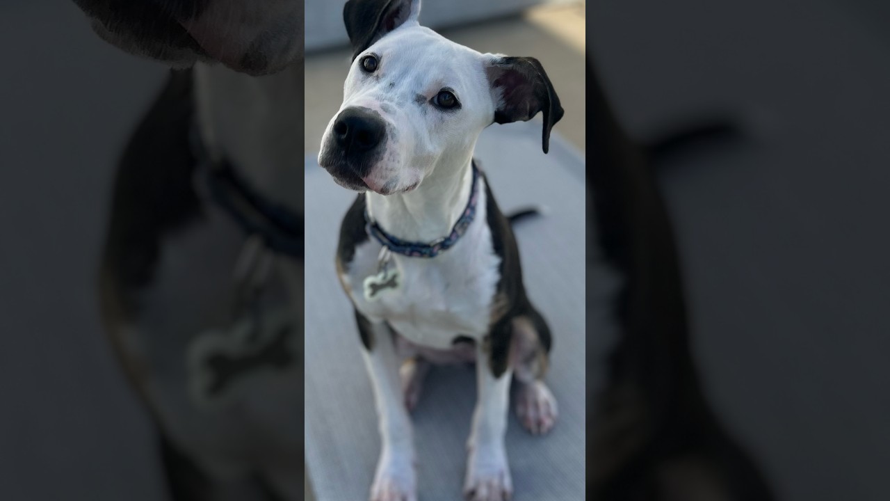 Enlarge Sierra, a Adoptable mixed breed in Citrus Heights, CA video 5/6