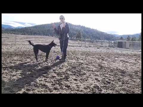 Lucy - FEE FREE ADOPTION, an adoptable Border Collie & Australian Kelpie Mix in Republic, WA_image-1