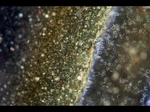 Subfactor #114 - The Science /live act/ 8.11.2015