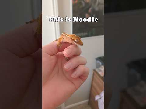 Say Hi To Noodle 🦎 #reptile #gecko #crestedgecko