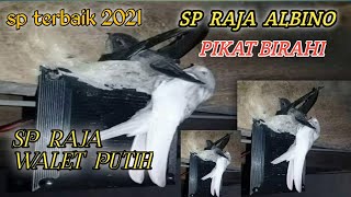 Download lagu SP RAJA ALBINO PIKAT BIRAHI ANAKAN SUARA PANGGIL WALET PUTIH COCOK RBW BARU ON mp3