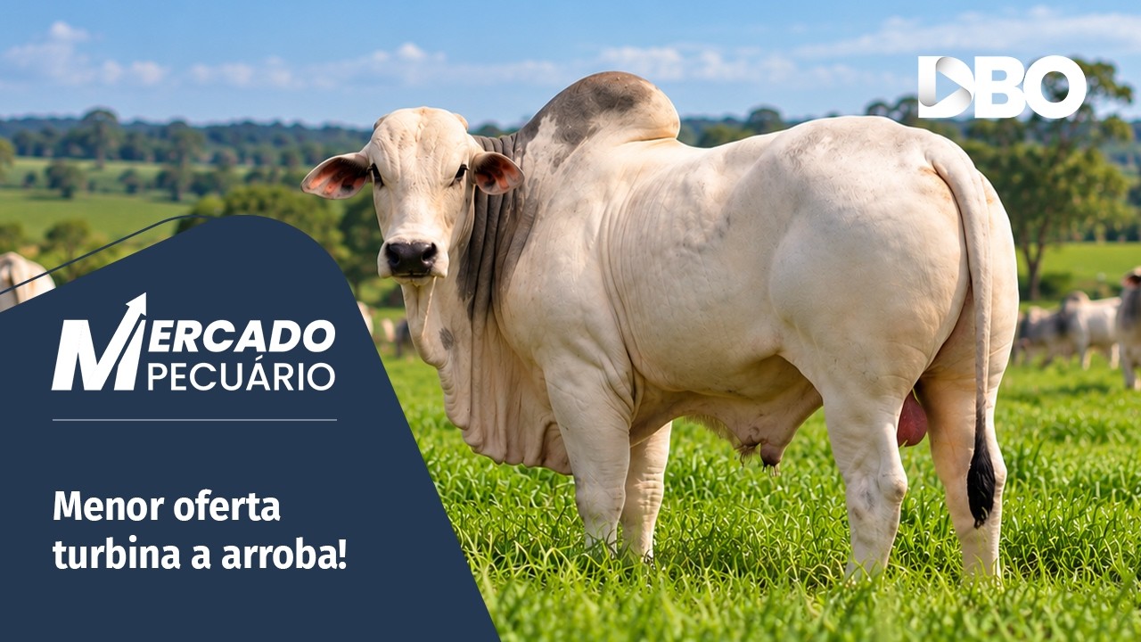 Boi gordo entra em ciclo de preços recordes e abre oportunidades ao pecuarista