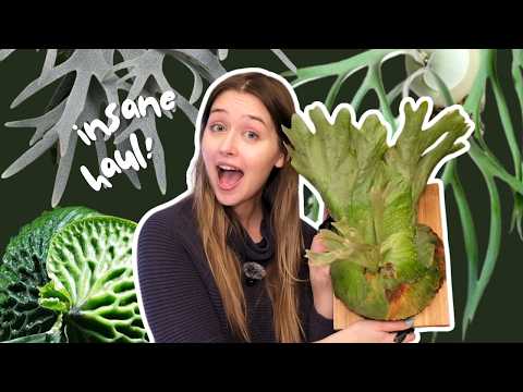 Rare platycerium haul! I was SHOCKED