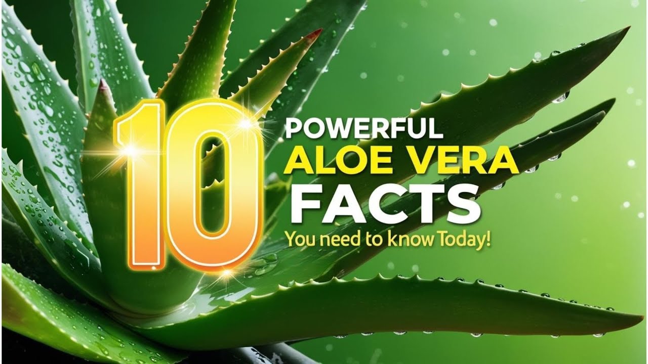 10 Powerful Aloe Vera Facts You Need to Know Today