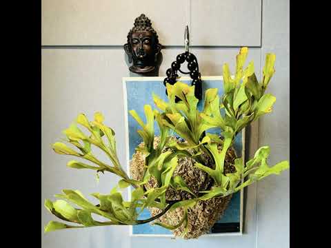  - 保護台灣大聯盟 - 政治文化新聞平台