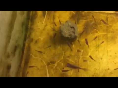 Raising goldfish fry:  3, 5, and up to 15 days old
