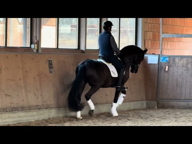 Ruin Lusitano Te koop 2020 Zwart ,  IDEAL