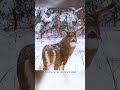 Where To Shoot A Deer With A Gun Hunting Tips Shorts Saskatchewan Deerhunting Hunting