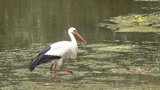 White Stork foraging