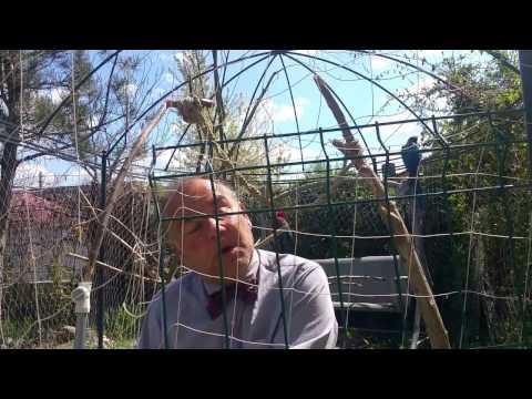 Note on Sous Le Soleil de Satan aka Under the Sun of Satan, adapted and directed by Maurice Pialat