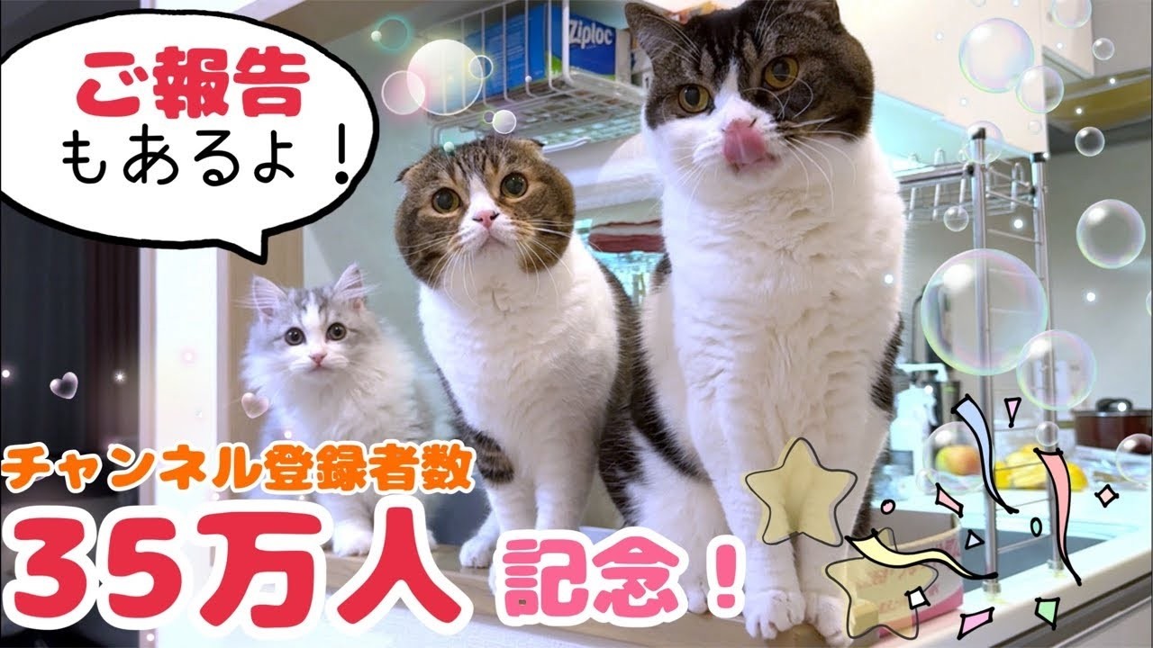 チャンネル登録者35万人記念ライブ！(報告付き)