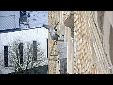 March 10 2020 1018AM mating on west veranda