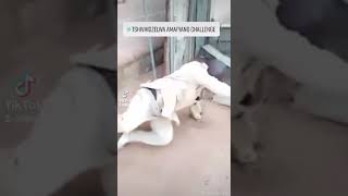 Download lagu Crazy Amapiano challenge taking place tshivhidzelwa Amapiano challenge zcc mokhukhu mp3