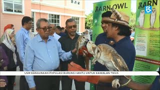 USM bangunkan populasi burung hantu untuk kawalan tikus