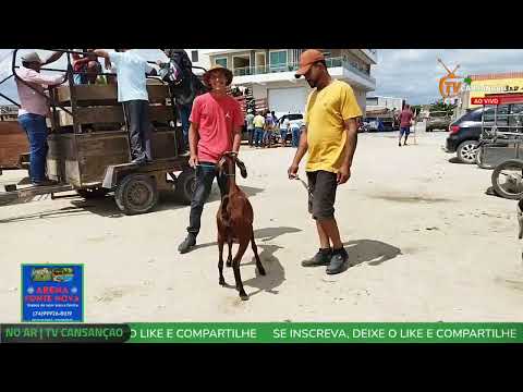 AO VIVO | Feira de Ovelhas e cabras de Cansanção Bahia | 8/12/2025 - TV CANSANÇÃO