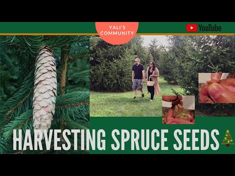 Spruce Tree - How to Harvest Spruce Seeds to Grow Your Own Christmas Tree // Yali's Community