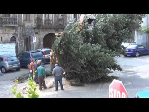 Girifalco 05 dicembre 2014 - Piazza Umberto 1° - E' arrivato l'albero di Natale.