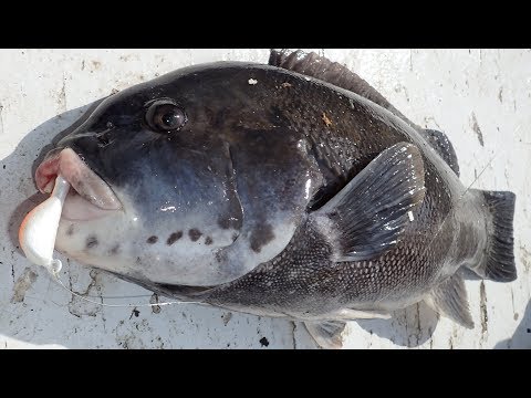 Blackfish Jigging Slam!