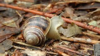 preview picture of video 'Helix pomatia - the edible snails!'