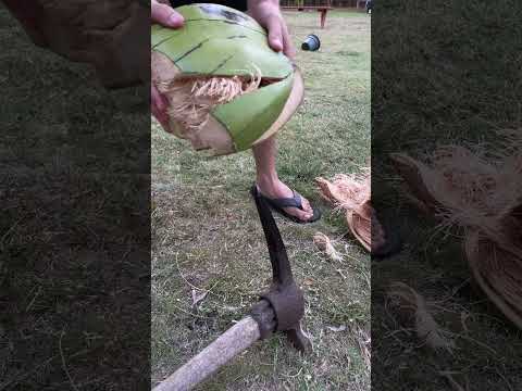 A day in Hawaii harvesting coconuts #shorts #homestead #hawaii #coconut #dayinthelife