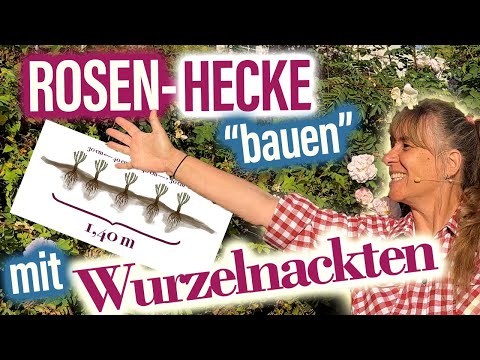 HeckenROSEN: öfterblühende vs. sommerblühende 🤗🍂🌹 niedrige vs. höhere ROSEN für Hecken | Was passt?