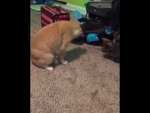 Cat stepping on his own tail
