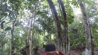 preview picture of video 'Misi memburu bayroute di Bukit Iban, Jerantut Pahang'
