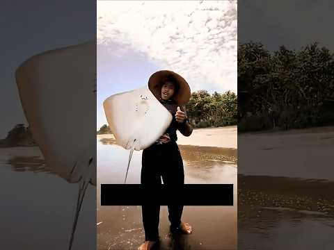 😳 Cum Scoți Acul Unei Pisici De Mare ?