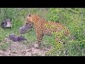Greedy Leopard Catches an Entire Warthog Family