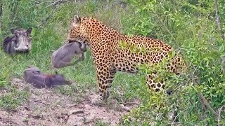 Download lagu Greedy Leopard Catches an Entire Warthog Family mp3