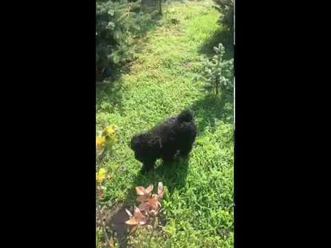 Perros Puli en venta