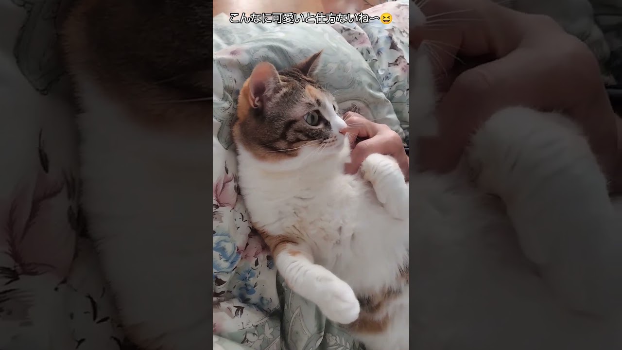 パパのみーちゃん愛が止まらない　#子猫#保護猫#猫のいる暮らし