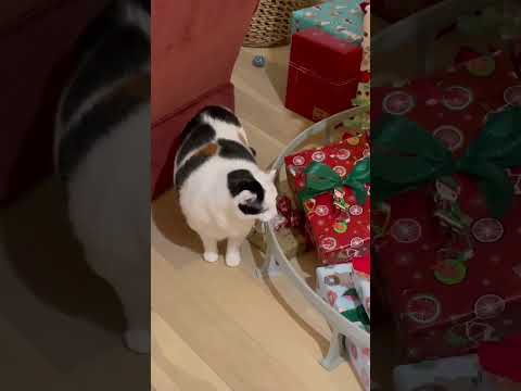 Kitty Memories 2022: Jasmine and the Monrail