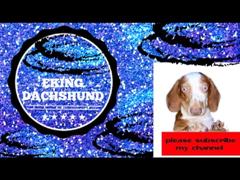 Funny dogs & cats compilation #1